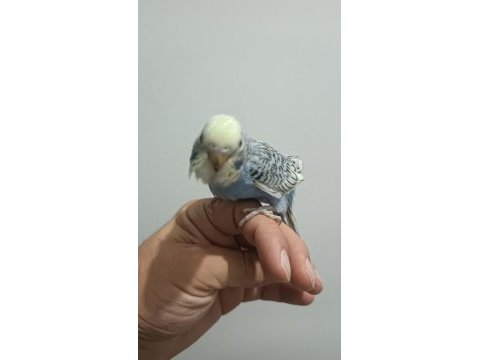 Yeni yeme düşmüş muhabbet kuşu etimesgut