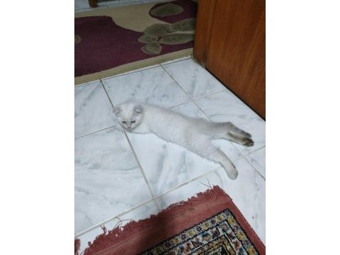 Scottish fold blue point