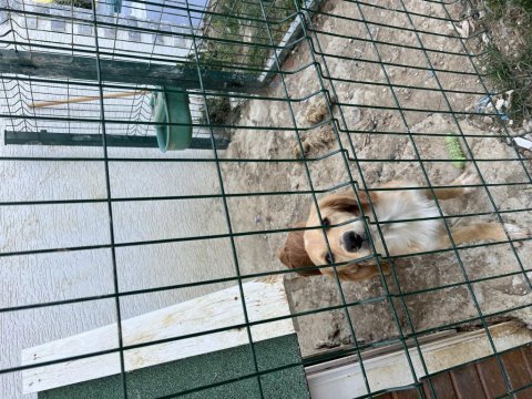 Köpeğimiz barbiyi sahiplendiriyoruz