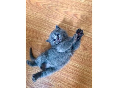 Scottish ve british shorthair yavrular yuvalarını bekliyor