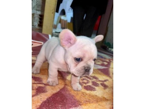 Üst düzey kalite flufy karier french bulldog bebekler
