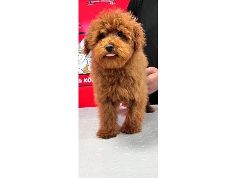 Red-apricot poodle yavrular