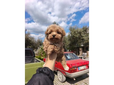 Kore maltipoo bebekler