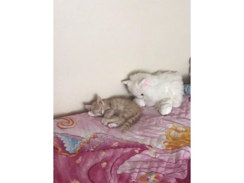 Kedi karamel