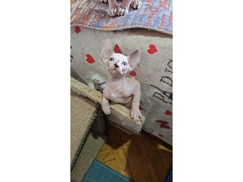 Sphynx (sfenks) 2.5 aylık