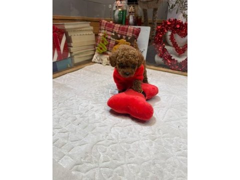 Poodle ırkının en iyilerini isteyenlere