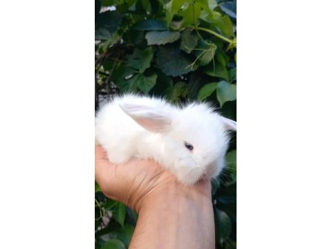 Safkan mini lop tavşan yavruları