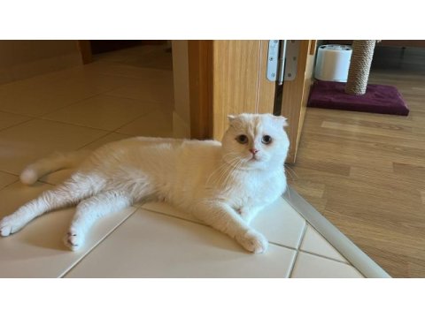 Scottish fold kedimizi sahiplendirmek istiyoruz