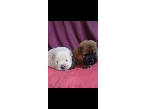 Fawn nadir renk chow chow