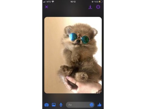 A kalite pomeranian boo yavrularımız (boş geçmeyin)