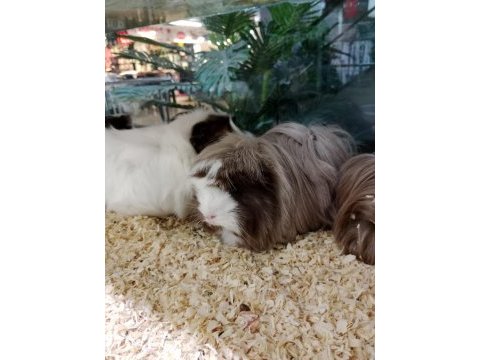 Yavru ve damızlık guinea pig