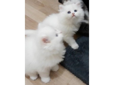 50 günlük british longhair erkek ve dişi yavrular
