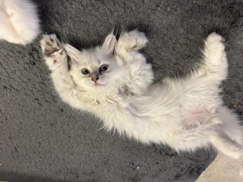 3 aylık dişi british longhair yavrumuza yuva arıyoruz