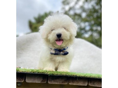 Safkan maltese terrier