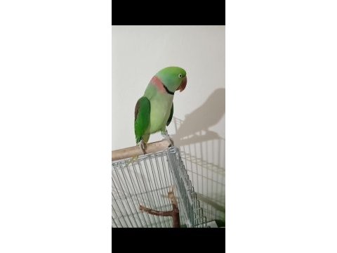 Erkek alexander papağanı