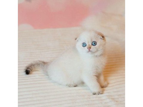 Yılbaşı hediyeniz silver scottish fold 