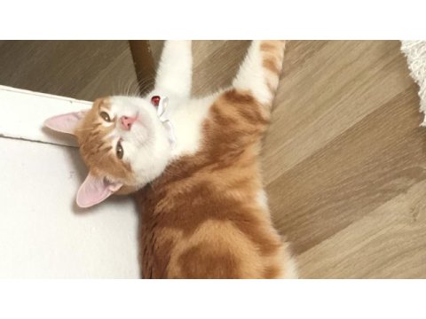 Kedi yavrusu