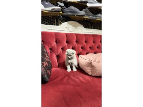 Scottish fold yavru kedilerimiz