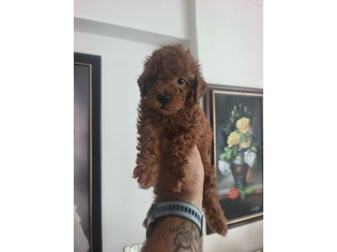 Toy poodle köpeği yavrularımız