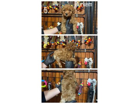 Burkemden safkan poodle bebeklerimiz