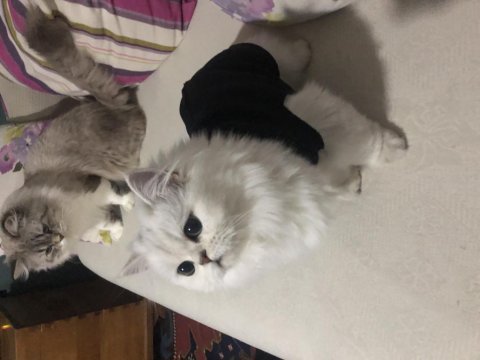 British longhair yavrular