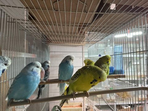Damızlık jumbo dişi muhabbet kuşları
