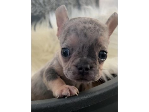 Ev bakımı french bulldog yavrularım