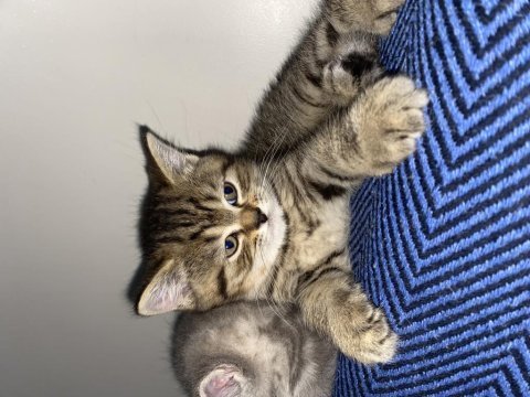 3 tane british shorthair yavrum var