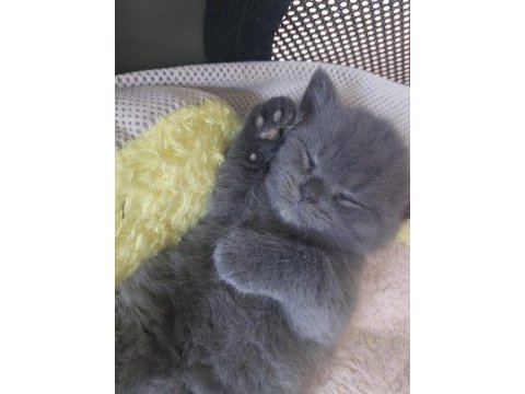 British shorthair