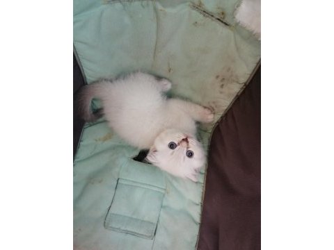 Şecereli anne ve baba scottish fold blue point beyaz