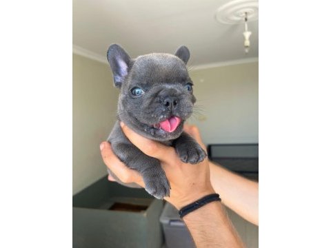 En güzel blue fransız bulldog kız