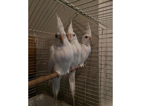 Yavru albino sultan papağanı