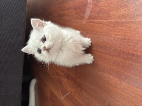 British shorthair silver
