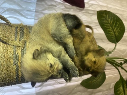 Pomeranian boo 6 adet yavru 4 erkek 2 dişi