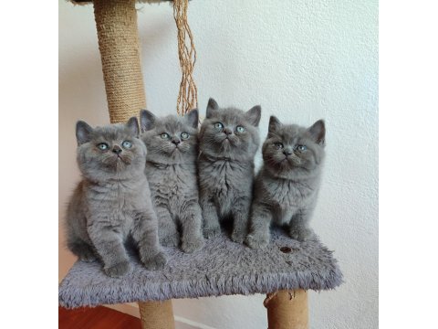 Peluş gibi british shorthair yavrularımız