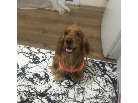 Cocker 1 yaşında