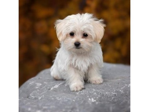 Maltese terrier yavrularım yeni sahibini bekliyor