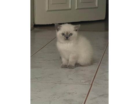 2 aylık anne baba şecereli british blue point