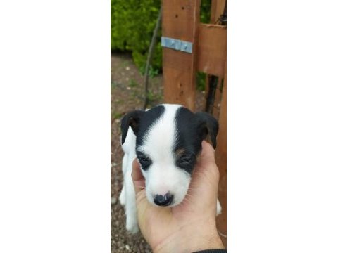 2 aylık jack russell safkan