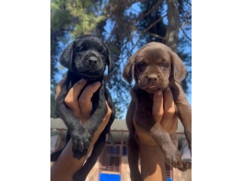 Çikolata, siyah ve şampanya labrador köpekler