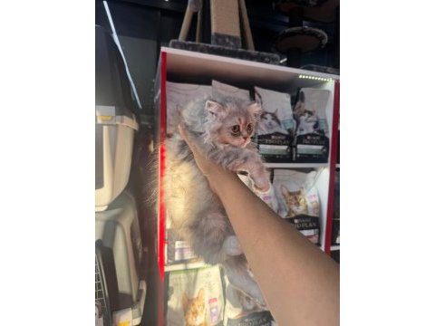 Birbirinden güzel british shorthair yavrularımız
