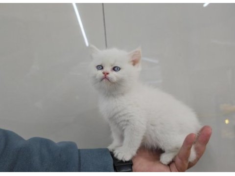Golden point british shorthair erkek
