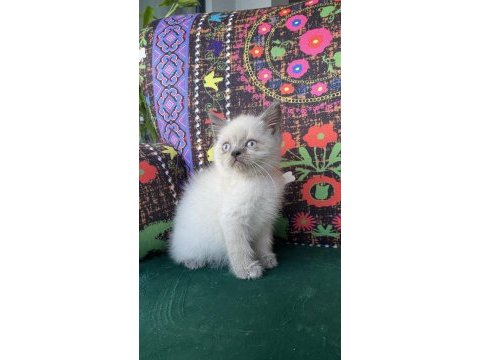 Daha iyisi yok mavi gözlü yavru kedim