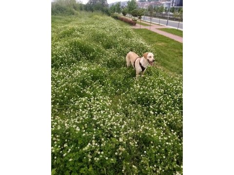 Labrador köpeğimiz