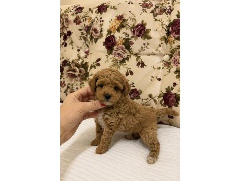 Mini boy maltipoo kızımız