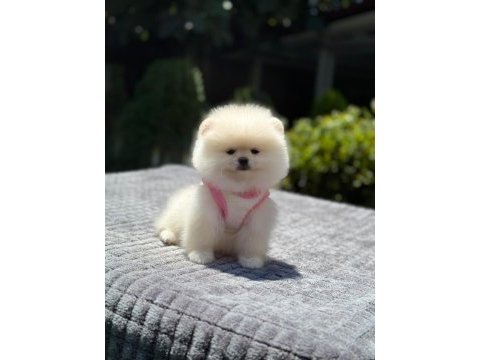 Pomeranian boo 