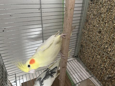 Kırmızı göz yaşında lutino dişi sultan papağanı
