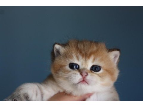 Erkek golden british shorthair