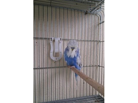 Show jumbo muhabbet kuşları
