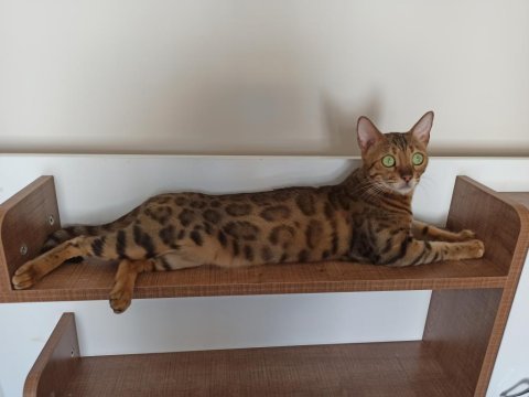 3 yaşında şecereli dişi bengal kedi